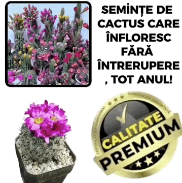 Semințe Cactus Gymnocalycium - CactusGym™