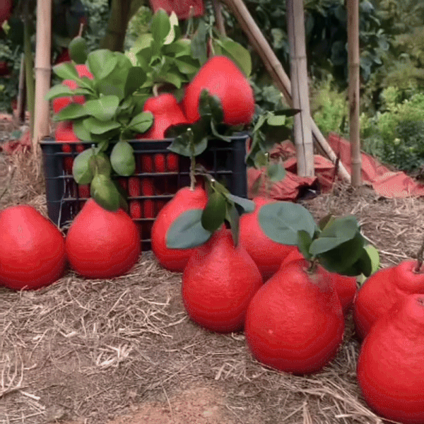 Pomelo de IARNĂ