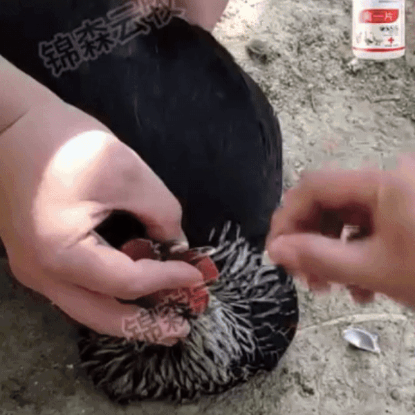 NaturPui- Aditiv Furajer pentru Pui