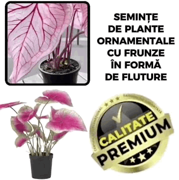 Planta CaladiumPink™